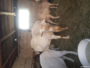 vand capte foarte bune  - imagine 5