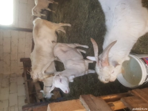 vand capte foarte bune  - imagine 3