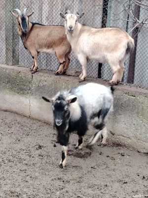 Capre pitice nigeriene  - imagine 2