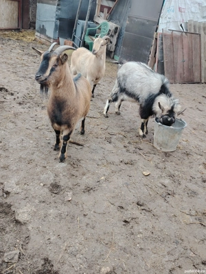 Capre pitice nigeriene  - imagine 3