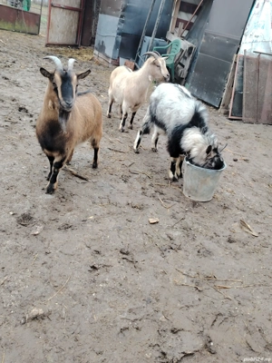 Capre pitice nigeriene  - imagine 4