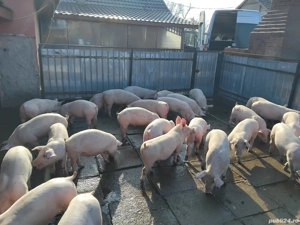 Vand purcei rasa de carne de la 20-50 de kg 