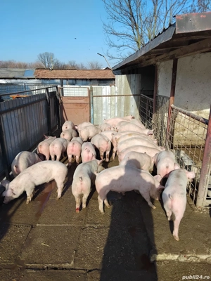 Vand purcei rasa de carne de la 20-50 de kg  - imagine 5
