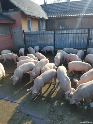 Vand purcei rasa de carne de la 20-50 de kg  - imagine 3