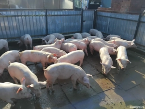 Vand purcei rasa de carne de la 20-50 de kg  - imagine 2
