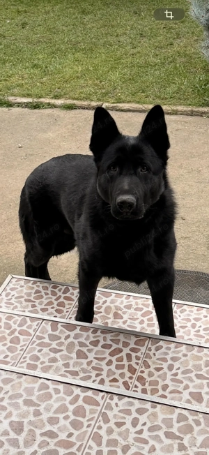 Ciobanesc German Mascul