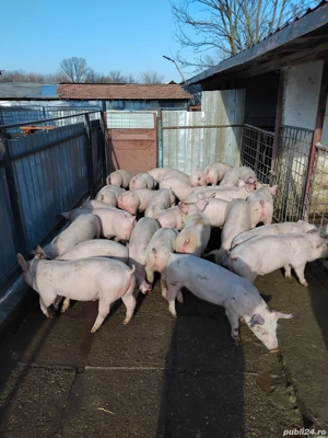 Vand purcei rasa de carne de la 20-50  - imagine 3