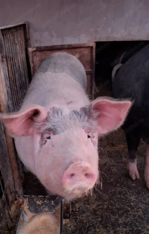 Porc 110-130 kg, Bazna cu Petreain - imagine 2