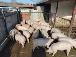 Vand purcei rasa de carne de la 20-50  - imagine 2