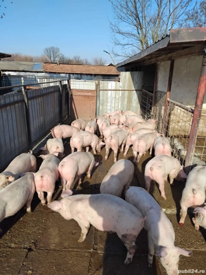 Vand purcei rasa de carne de la 20-50  - imagine 5