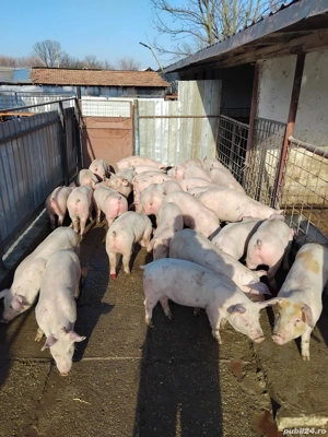 Vand purcei rasa de carne de la 20-50  - imagine 4