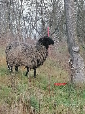 Mia de vânzare preț 600 lei 