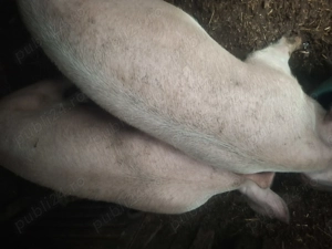 Vând grasuni 65-75 kg - imagine 2