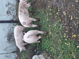 Vând grasuni 65-75 kg - imagine 4