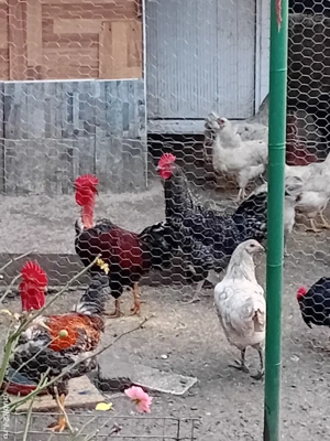 Pasari de tara cucosi  - imagine 2