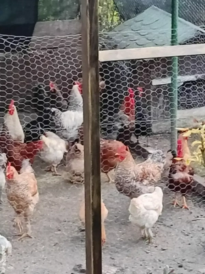 Pasari de tara cucosi 