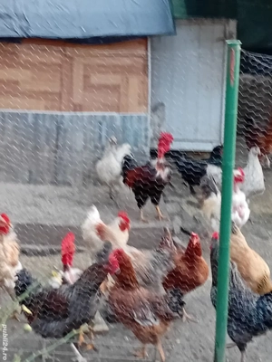 Pasari de tara cucosi  - imagine 4