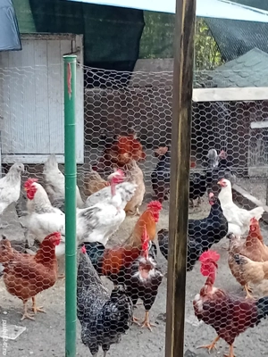 Pasari de tara cucosi  - imagine 3