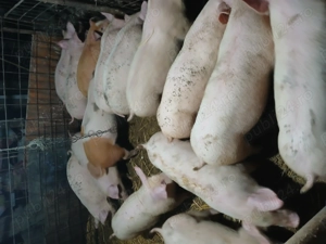 Purcei cu greutate de la 25 la 40kg - imagine 3