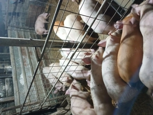 Purcei cu greutate de la 25 la 40kg - imagine 4