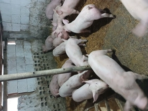 Purcei cu greutate de la 25 la 40kg - imagine 2