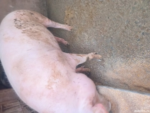 Vand porci de craciun - imagine 2