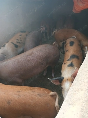 Porci din rasa duroc