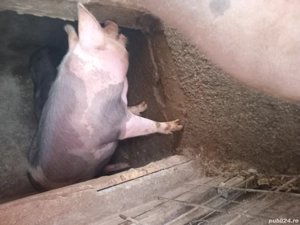 Vand porci de craciun - imagine 3