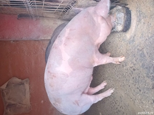 Vand porci de craciun - imagine 4