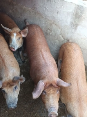 Porci din rasa duroc - imagine 2