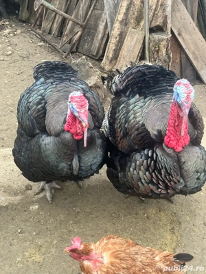 Vand curcani - imagine 5