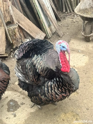 Vand curcani - imagine 3