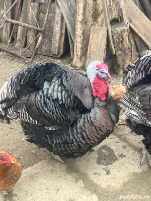 Vand curcani - imagine 4