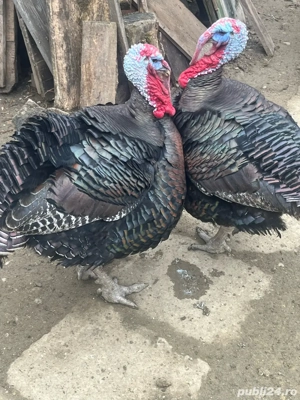 Vand curcani - imagine 2