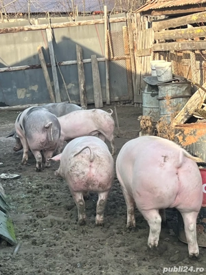 Vand porci !!  - imagine 4
