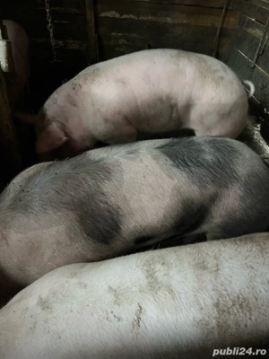 Vand porci !!  - imagine 2