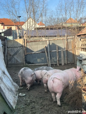 Vand porci !!  - imagine 5