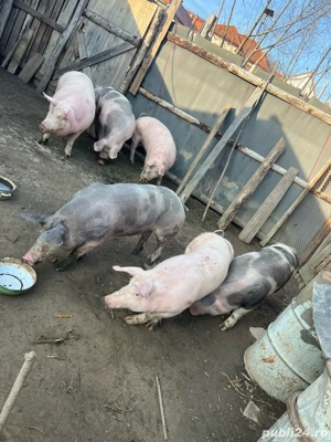 Vand porci !!  - imagine 3