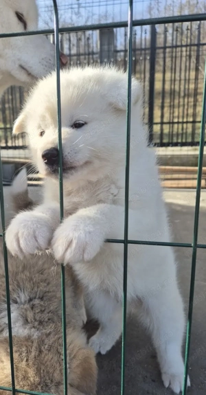 Akita inu japonez 