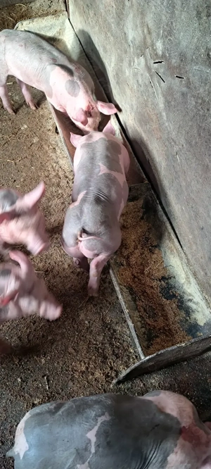 Purcei Pietrain  - imagine 4