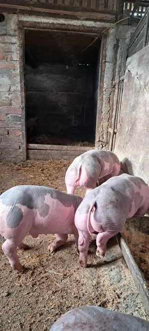 Purcei Pietrain  - imagine 3