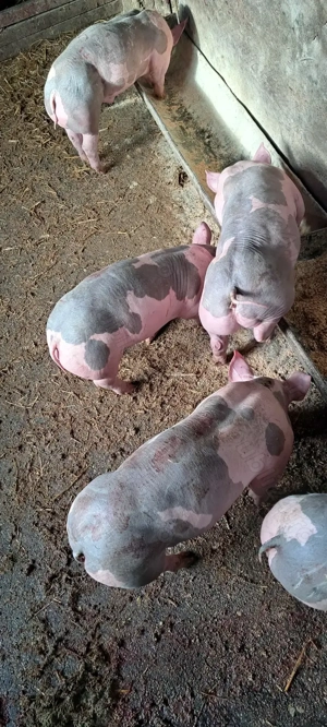 Purcei Pietrain  - imagine 2