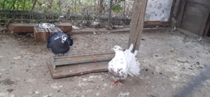 Vând porumbei curcan - imagine 2