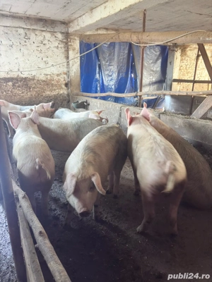 vand 8 porci de casa  - imagine 2