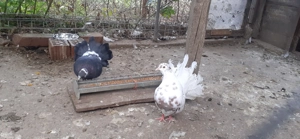 Vând porumbei curcan