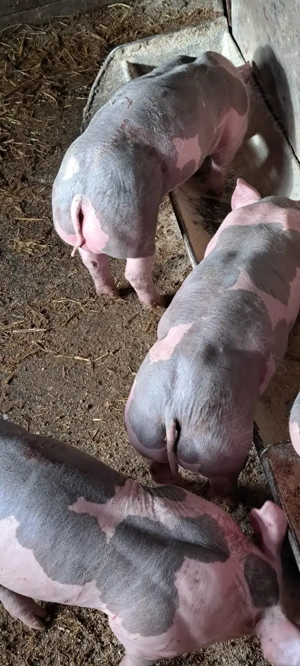 Purcei Pietrain  - imagine 5