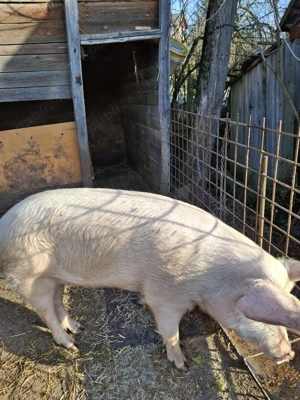 Vând porc de tăiat 120-130kg - imagine 3