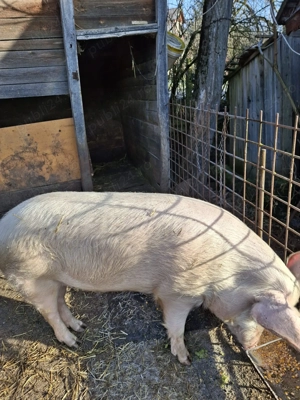 Vând porc de tăiat 120-130kg - imagine 4