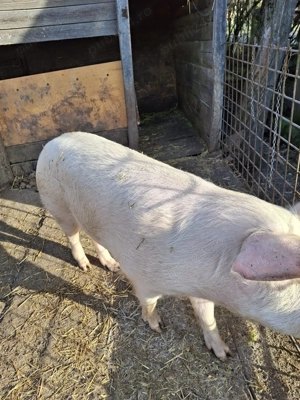 Vând porc de tăiat 120-130kg - imagine 2