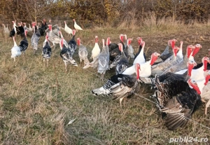 Vând curcani de casă